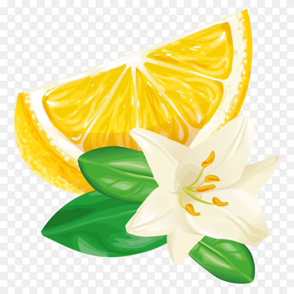 Detail Lemon Slice Png Nomer 32