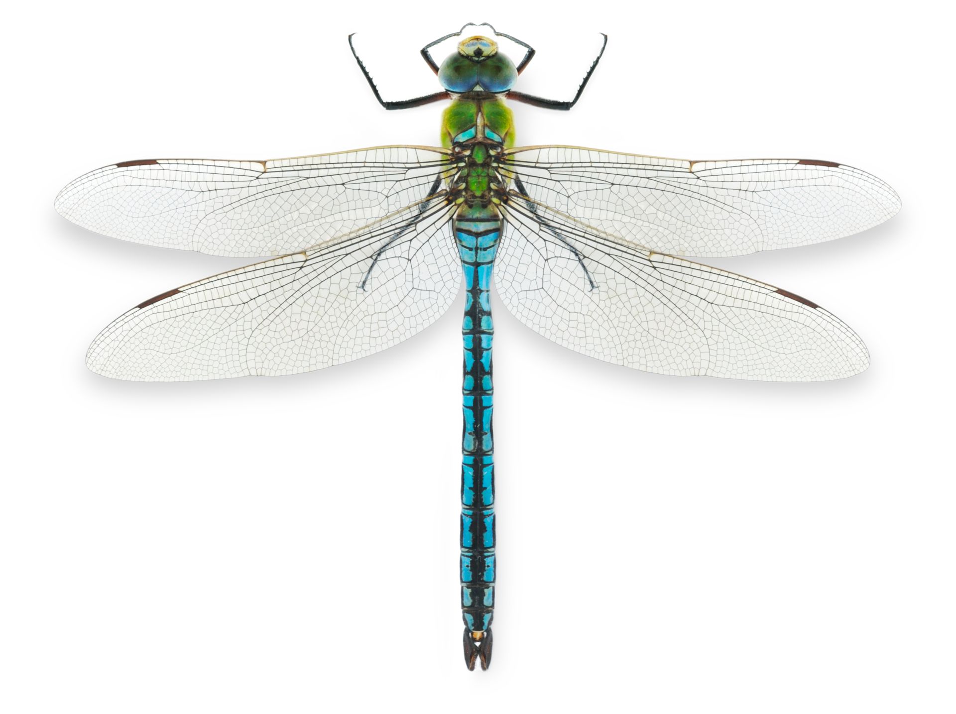 Picture Of Dragonfly - KibrisPDR
