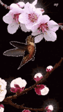 Detail Animasi Bunga Sakura Nomer 30