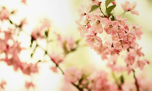 Detail Animasi Bunga Sakura Nomer 37