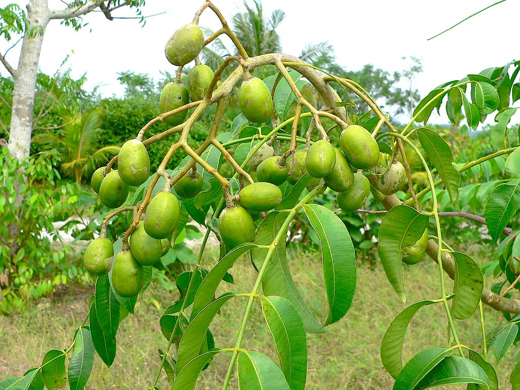 Detail Foto Buah Kedondong Nomer 6