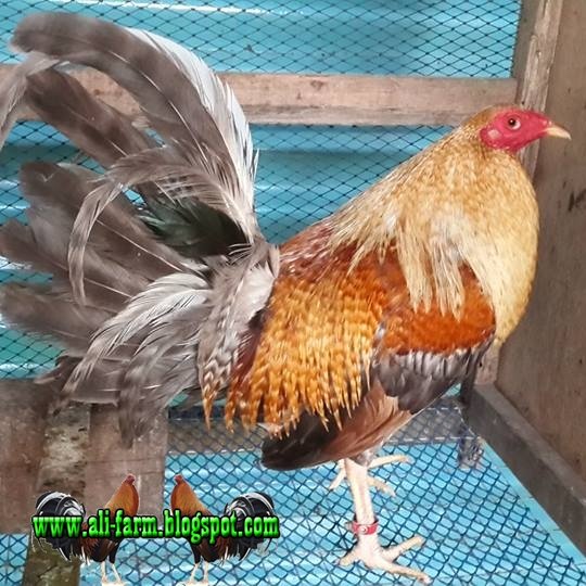 Gambar Ayam Philipin Segel - KibrisPDR