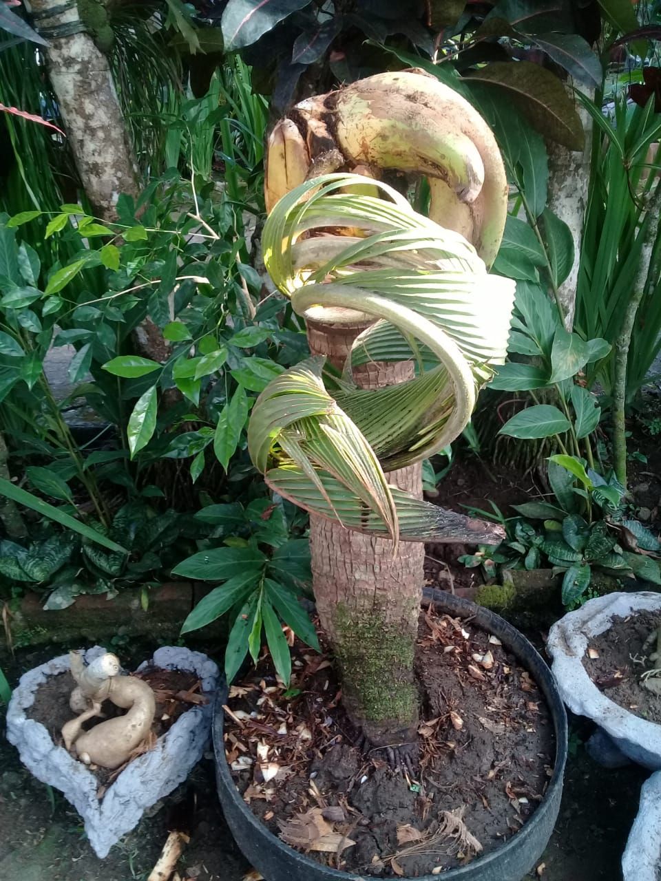 Detail Gambar Bonsai Kelapa Unik Nomer 11