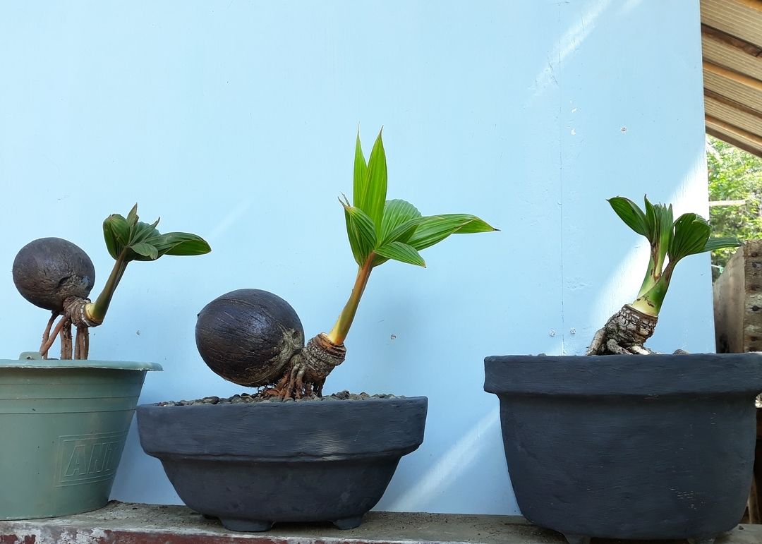 Detail Gambar Bonsai Kelapa Unik Nomer 12