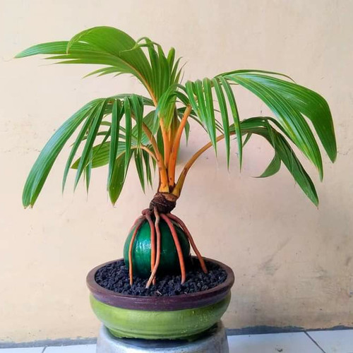 Detail Gambar Bonsai Kelapa Unik Nomer 13