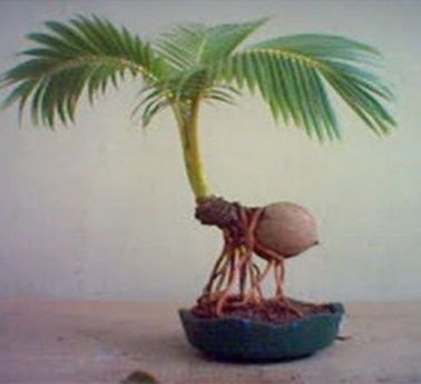 Detail Gambar Bonsai Kelapa Unik Nomer 14