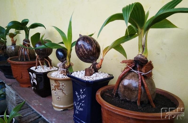 Detail Gambar Bonsai Kelapa Unik Nomer 15