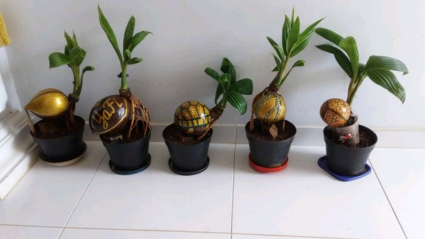 Detail Gambar Bonsai Kelapa Unik Nomer 17