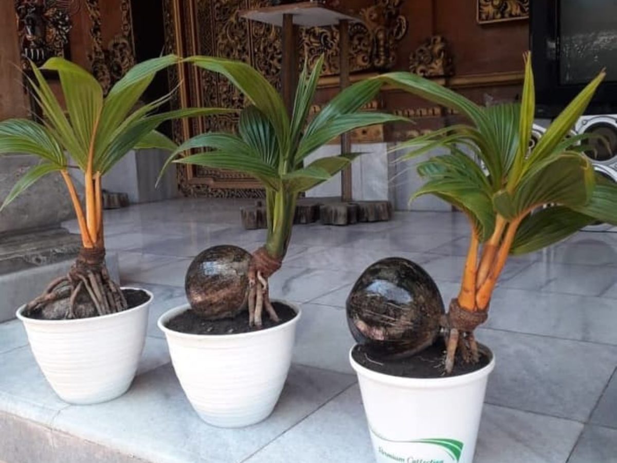 Detail Gambar Bonsai Kelapa Unik Nomer 19