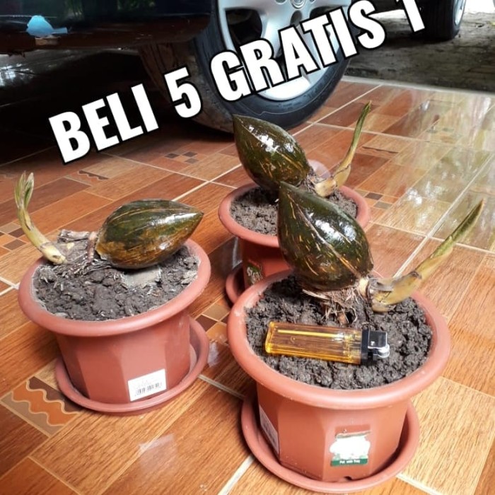 Detail Gambar Bonsai Kelapa Unik Nomer 24