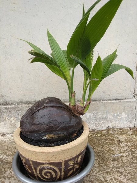 Detail Gambar Bonsai Kelapa Unik Nomer 28