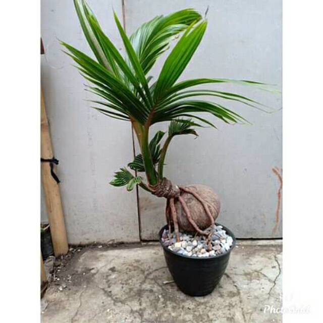 Detail Gambar Bonsai Kelapa Unik Nomer 4