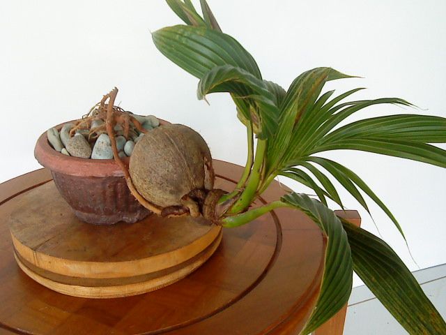 Detail Gambar Bonsai Kelapa Unik Nomer 31