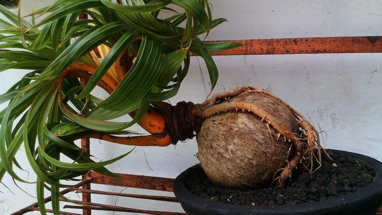 Detail Gambar Bonsai Kelapa Unik Nomer 33