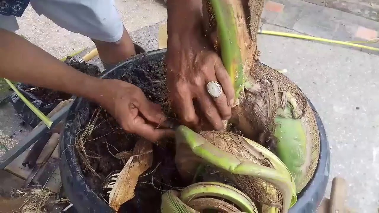 Detail Gambar Bonsai Kelapa Unik Nomer 36