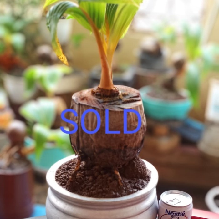 Detail Gambar Bonsai Kelapa Unik Nomer 5