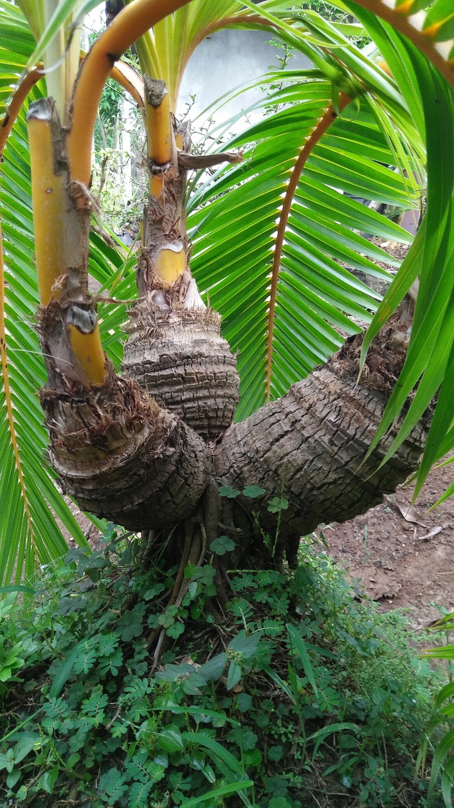 Detail Gambar Bonsai Kelapa Unik Nomer 40