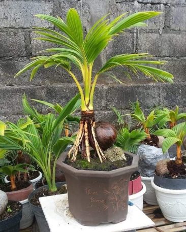 Detail Gambar Bonsai Kelapa Unik Nomer 46