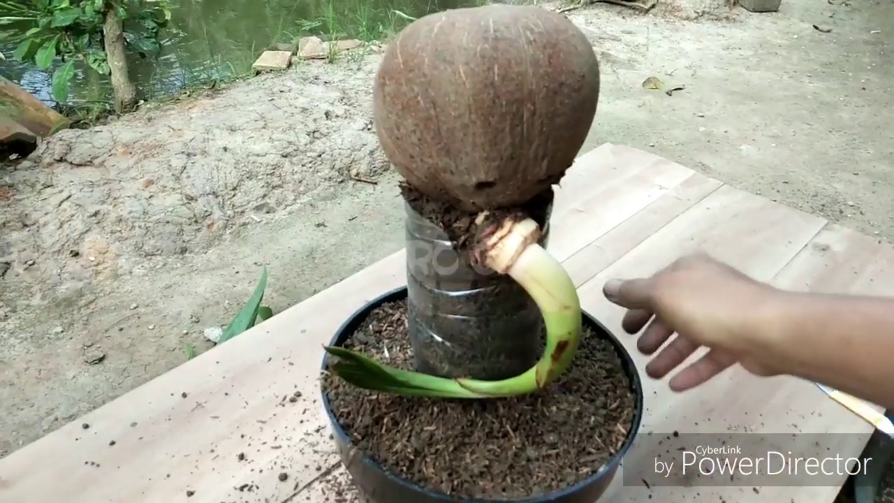 Detail Gambar Bonsai Kelapa Unik Nomer 6