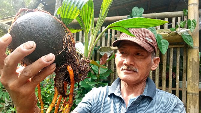 Detail Gambar Bonsai Kelapa Unik Nomer 50