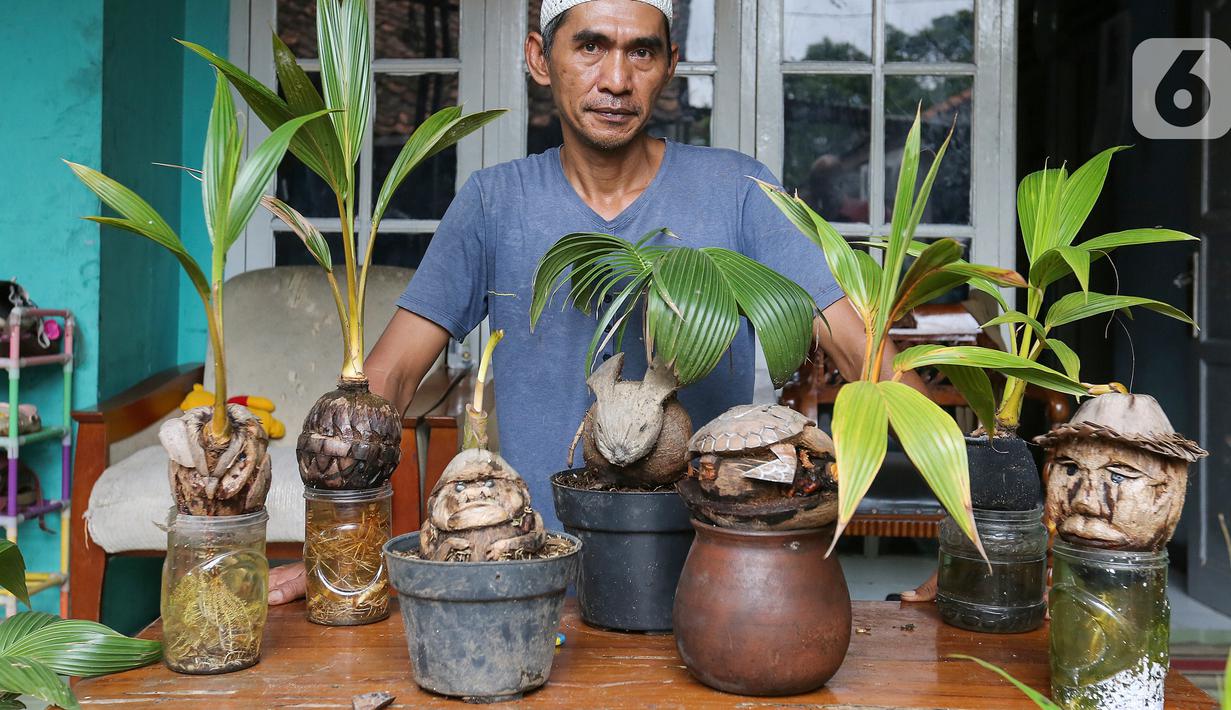 Detail Gambar Bonsai Kelapa Unik Nomer 8