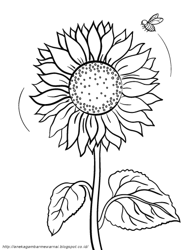 Gambar Bunga Matahari Animasi Hitam Putih - KibrisPDR
