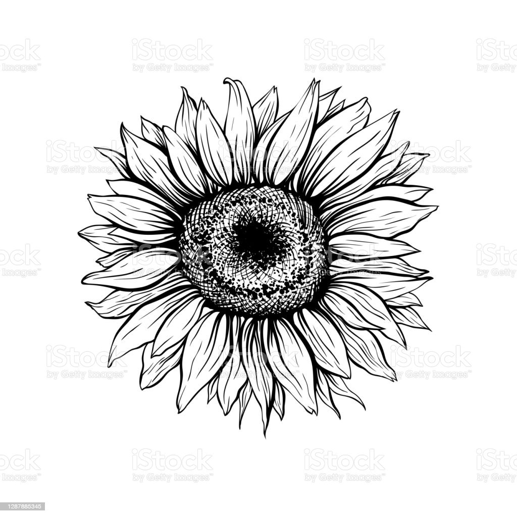 Detail Gambar Bunga Matahari Animasi Hitam Putih Nomer 10