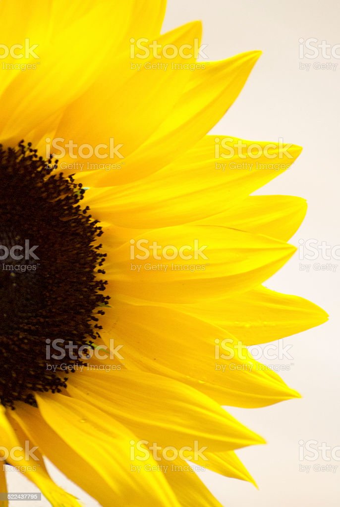 Detail Gambar Bunga Matahari Animasi Hitam Putih Nomer 27
