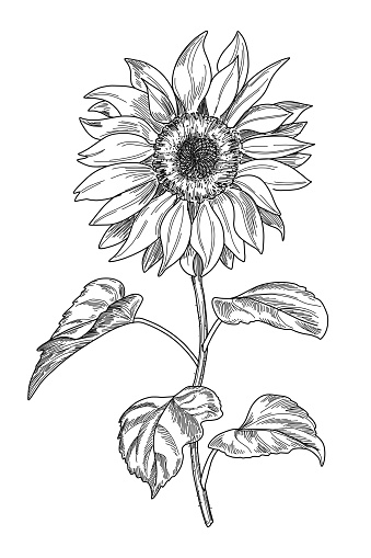 Detail Gambar Bunga Matahari Animasi Hitam Putih Nomer 38