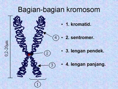 Gambar Kromosom Dan Keterangannya - KibrisPDR