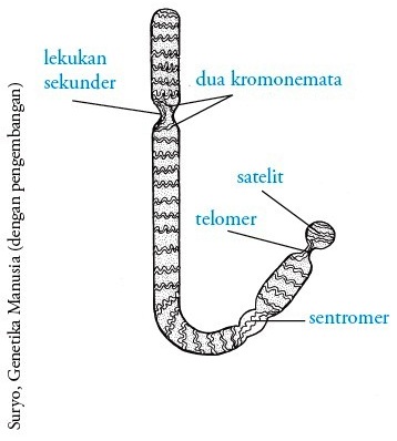 Detail Gambar Kromosom Dan Keterangannya Nomer 11