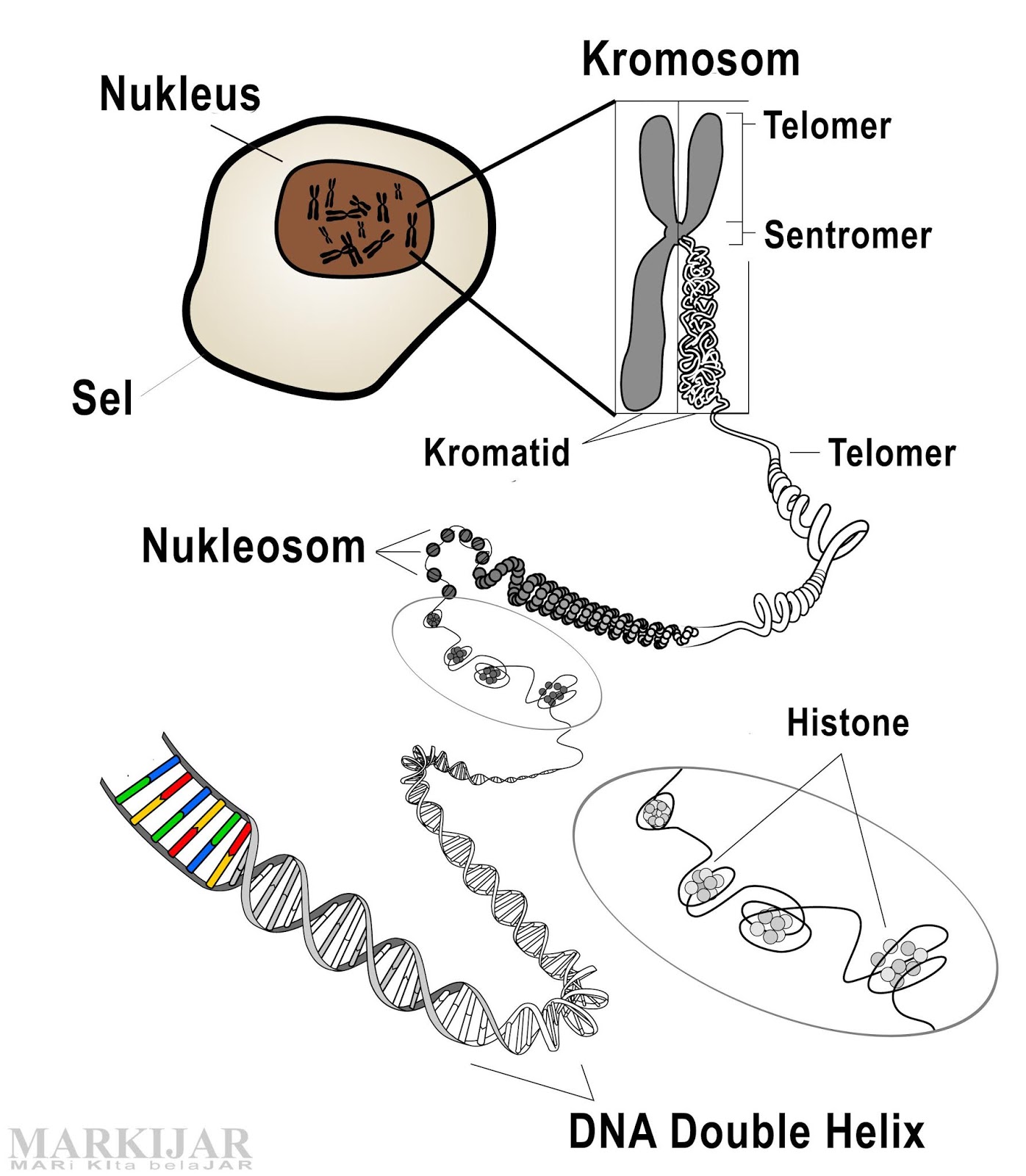 Detail Gambar Kromosom Dan Keterangannya Nomer 13