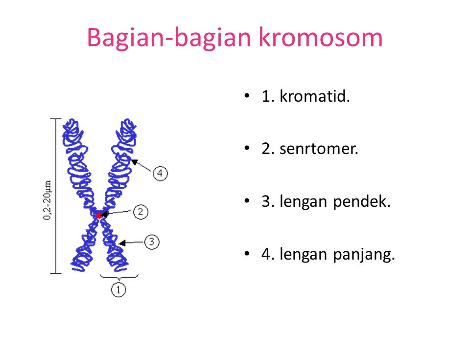 Detail Gambar Kromosom Dan Keterangannya Nomer 15