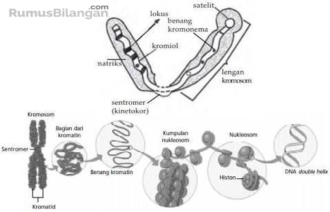 Detail Gambar Kromosom Dan Keterangannya Nomer 16