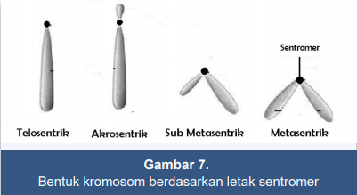 Detail Gambar Kromosom Dan Keterangannya Nomer 20