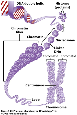Detail Gambar Kromosom Dan Keterangannya Nomer 23