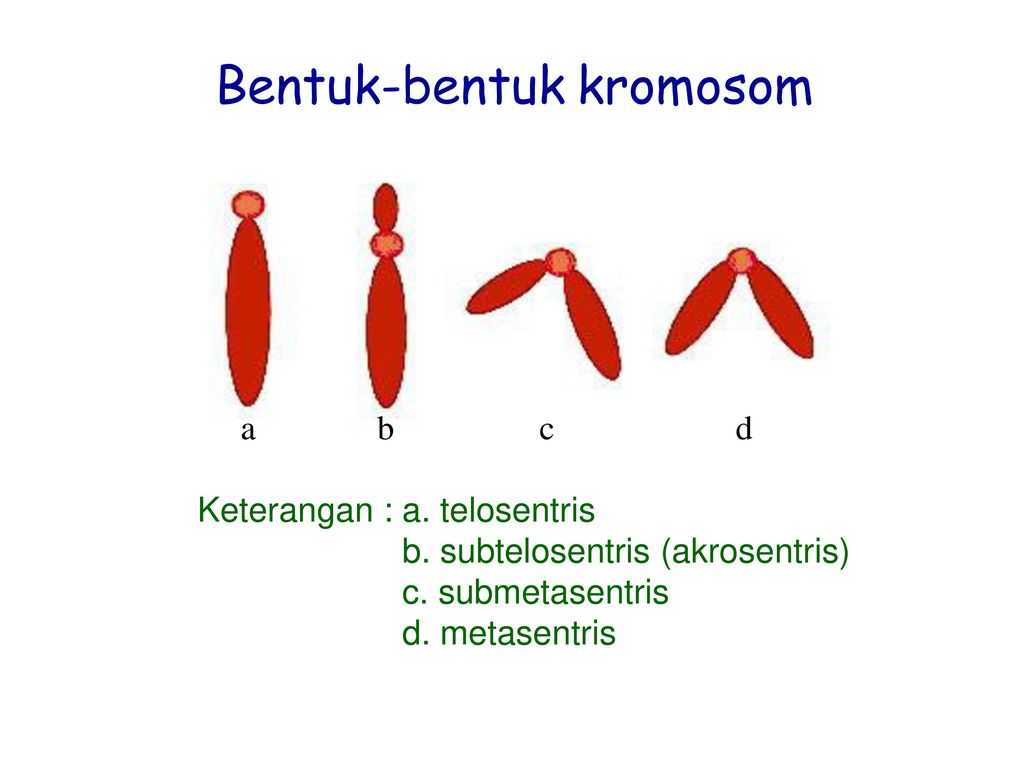 Detail Gambar Kromosom Dan Keterangannya Nomer 26