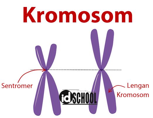 Detail Gambar Kromosom Dan Keterangannya Nomer 28