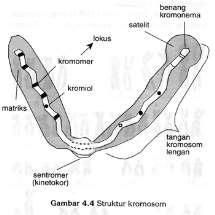 Detail Gambar Kromosom Dan Keterangannya Nomer 32