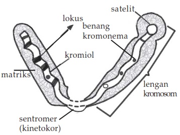 Detail Gambar Kromosom Dan Keterangannya Nomer 33
