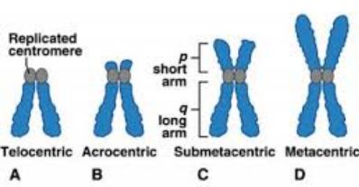 Detail Gambar Kromosom Dan Keterangannya Nomer 35