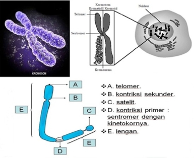 Detail Gambar Kromosom Dan Keterangannya Nomer 36