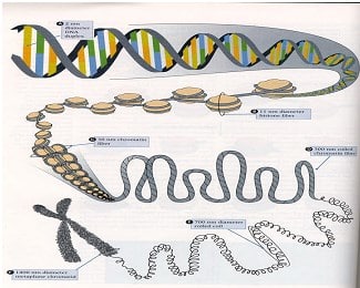 Detail Gambar Kromosom Dan Keterangannya Nomer 37