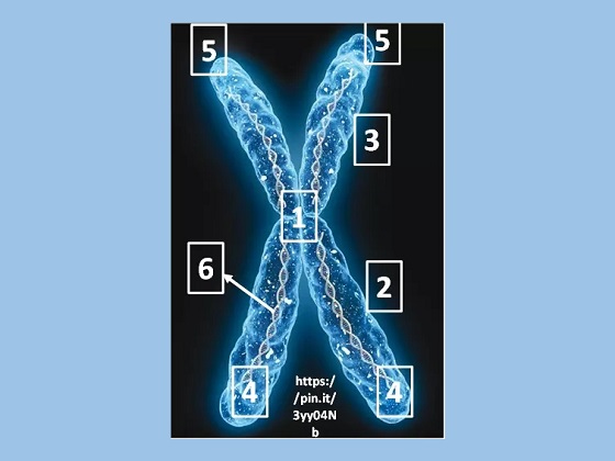 Detail Gambar Kromosom Dan Keterangannya Nomer 42