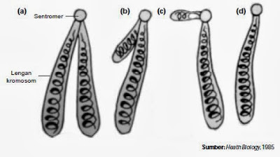Detail Gambar Kromosom Dan Keterangannya Nomer 51