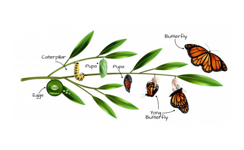Detail Gambar Metamorfosis Sempurna Selain Kupukupu Nomer 3
