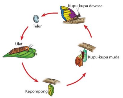 Detail Gambar Metamorfosis Sempurna Selain Kupukupu Nomer 5