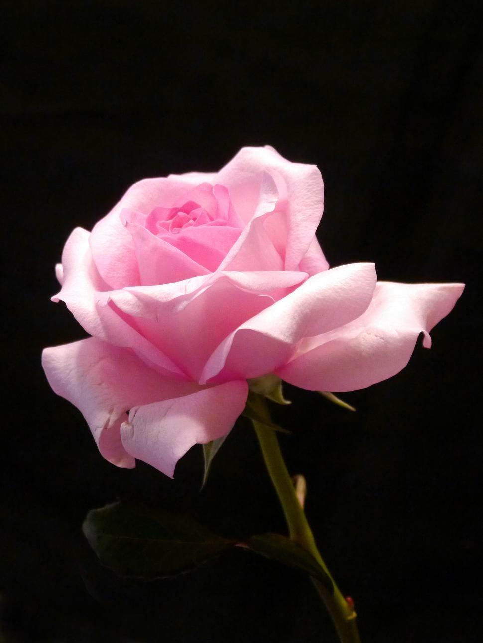 Pink Rose Images Free Download - KibrisPDR