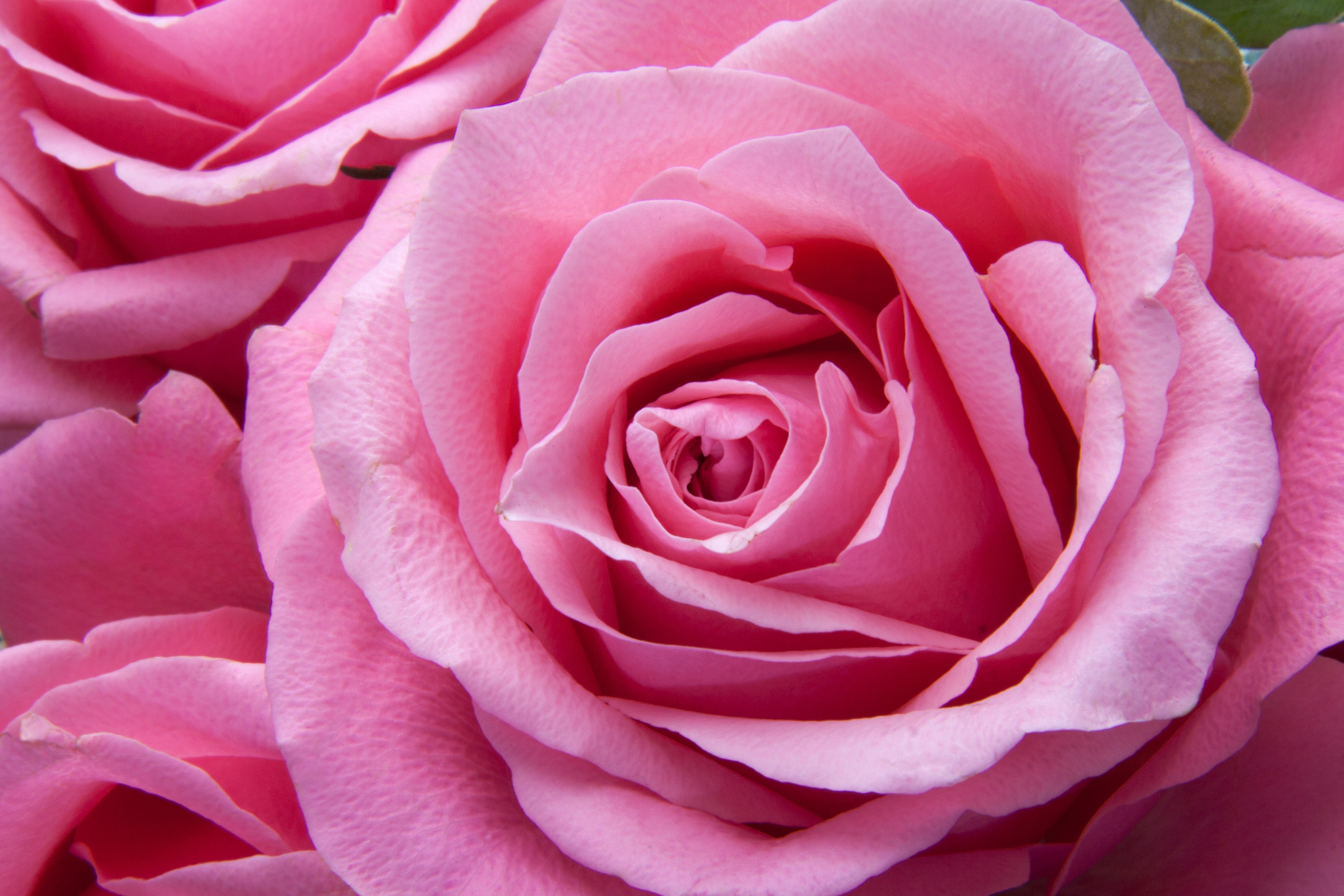 Detail Pink Rose Images Free Download Nomer 2