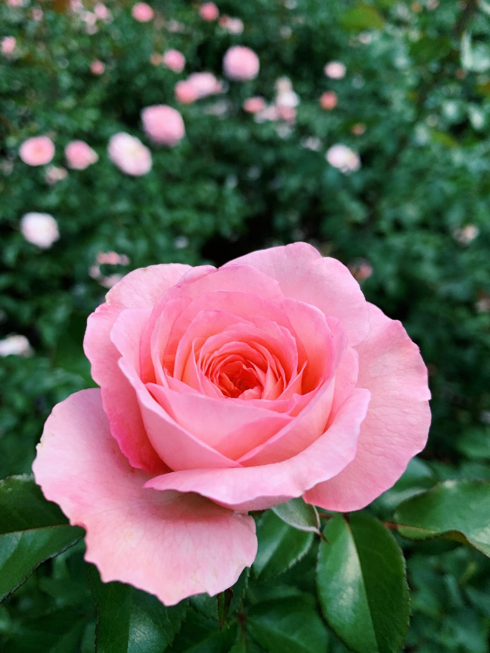 Detail Pink Rose Images Free Download Nomer 11